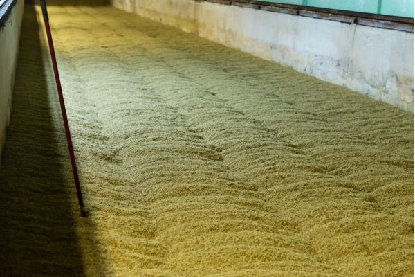 xử lý mạch nha là một trong cách công đoạn nằm trong quy trình và nghệ thiaatj làm rượu whiskey