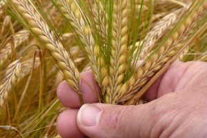 Lúa mạch Two-Row Barley là giống lúa mạch truyền thống được sử dụng rộng rãi nhất trong sản xuất rượu whisky,