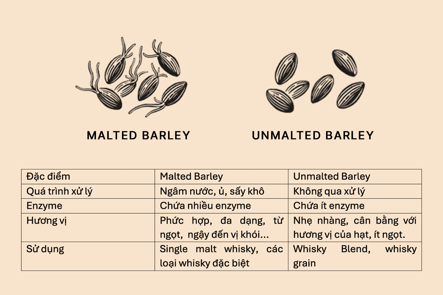 So sánh sự khác biệt giữa Malted Barley và Unmalted Barley