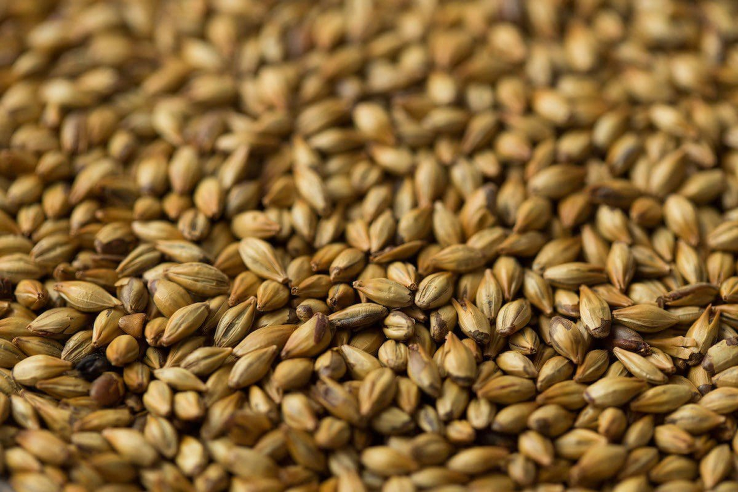 Crystal malt có thể mang lại hương vị caramel và kẹo bơ cứng cho rượu whisky