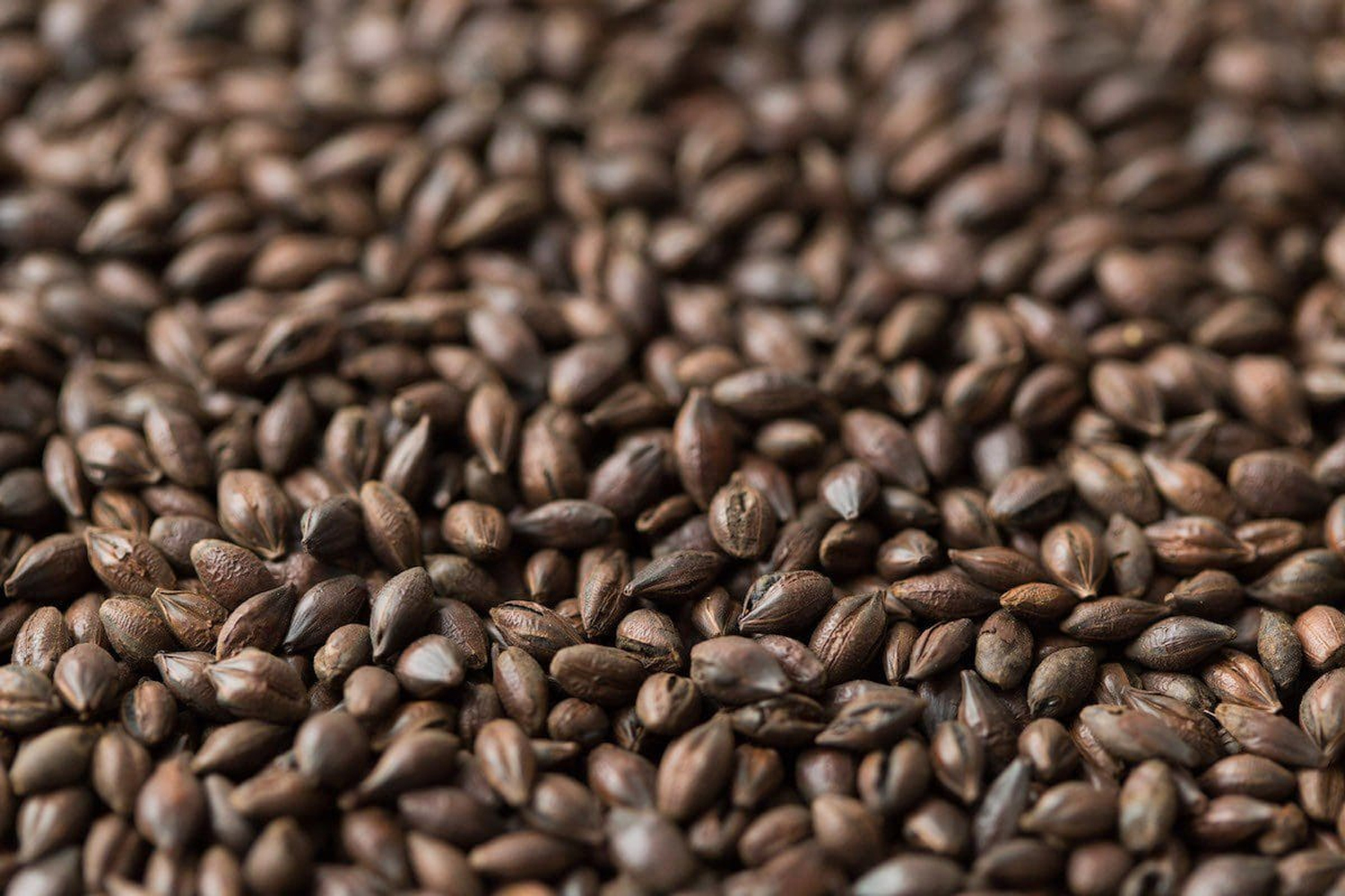 Mạch nha rang (roasted malt) giúp mang lại hương vị phong phú và phức hợp hơn cho rượu whisky