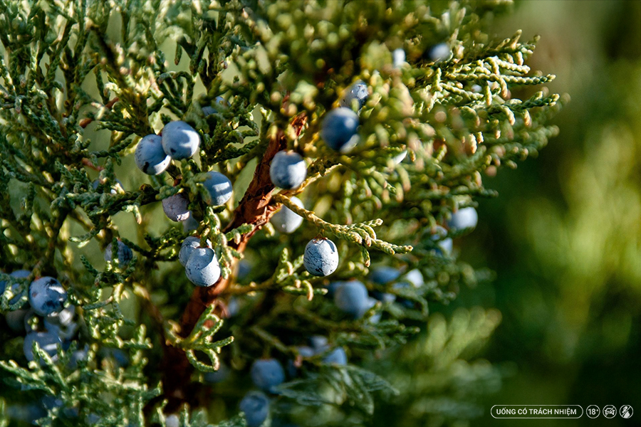 Quả bách xù (juniper berry) là thành phần bắt buộc và phải đóng vai trò hương vị chủ đạo để tạo nên rượu gin